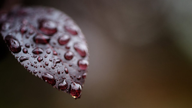 Leaf water drops macro art free wallpaper for desktop - medium preview image
