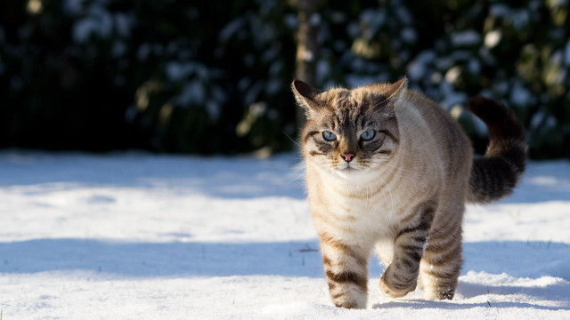 Blue eyed cat walking snow free wallpaper for desktop - medium preview image