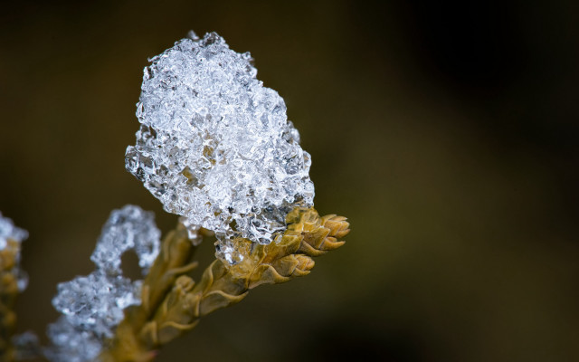 Plant ice leaves water blurry free wallpaper for desktop - medium preview image