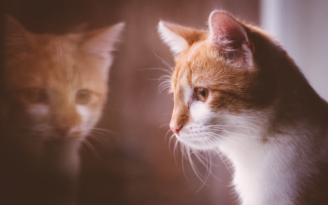 Cat reflection mirror animals photorealistic free wallpaper for desktop - medium preview image