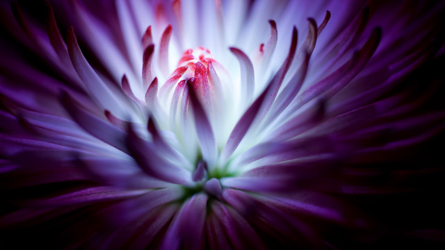 Purple white red green white free wallpaper for desktop - medium preview image