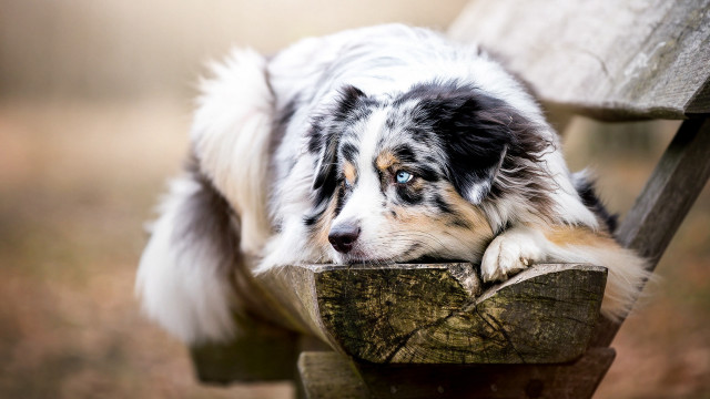 Dog resting wooden bench woods free wallpaper for desktop - medium preview image