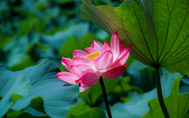 Pink lotus pond green leaves free wallpaper for desktop - medium preview image
