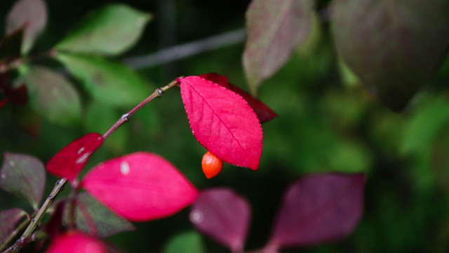 Red leaf berry bloom nature free wallpaper for desktop - medium preview image