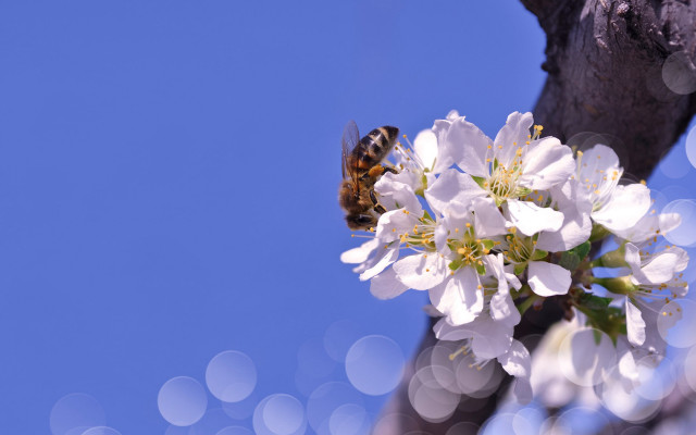 Bee flower branch white sky free wallpaper for desktop - medium preview image