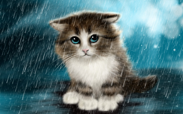 Black cat blue eyes rainy #2 free wallpaper for desktop - medium preview image