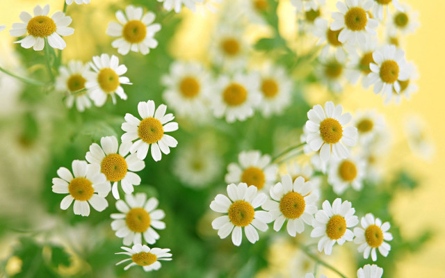 Daisy vase flower field yellow free wallpaper for desktop - medium preview image