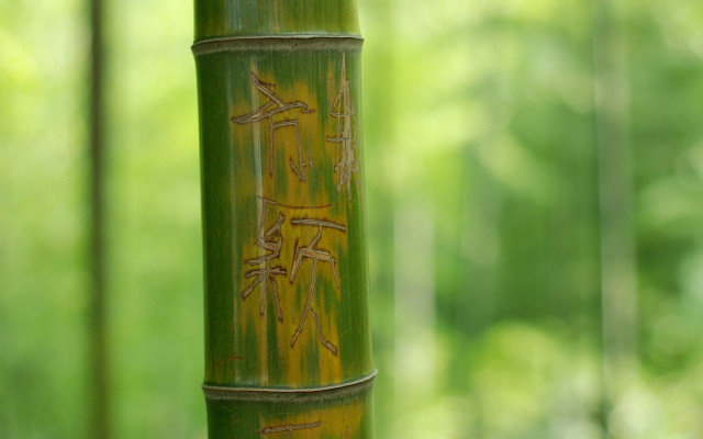 Bamboo writing scenery blurry background free wallpaper for desktop - medium preview image