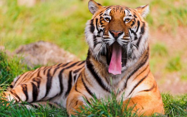 Tiger laying in grass with free wallpaper for desktop - medium preview image