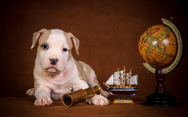 Dog telescope ship globe wooden free wallpaper for desktop - medium preview image