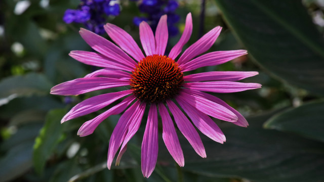 Purple flower bokeh leaves macro free wallpaper for desktop - medium preview image