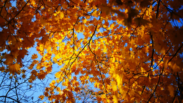 Tree yellow leaves blue sky free wallpaper for desktop - medium preview image