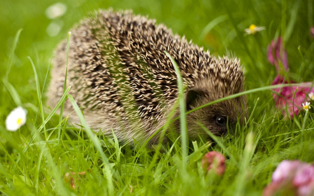 Hedgehog grass flowers blurry nature free wallpaper for desktop - medium preview image