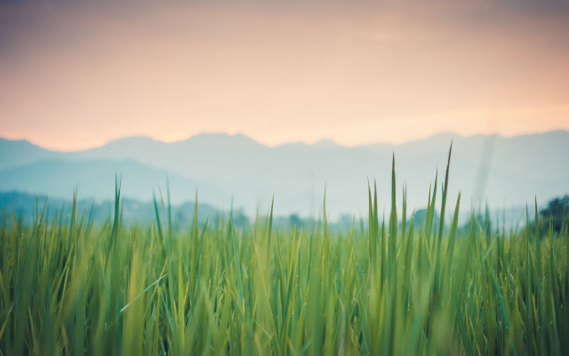 Field mountains sunset grass nature free wallpaper for desktop - medium preview image
