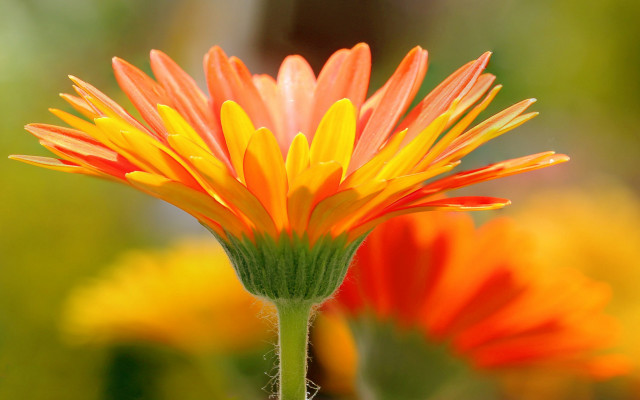 Flower sunset vibrant macro burn free wallpaper for desktop - medium preview image