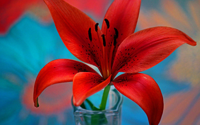 Red flower vase vivid color free wallpaper for desktop - medium preview image