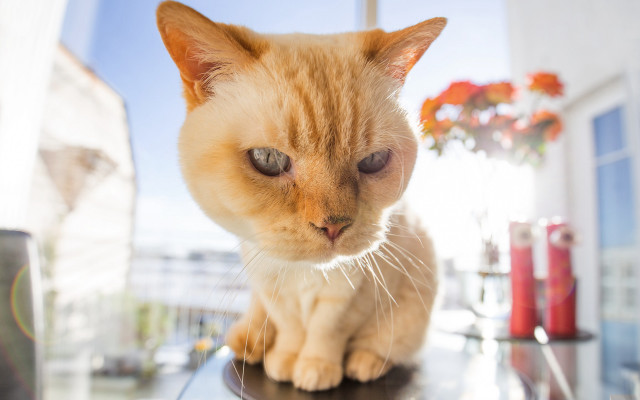 Sad cat table fisheye photorealism free wallpaper for desktop - medium preview image