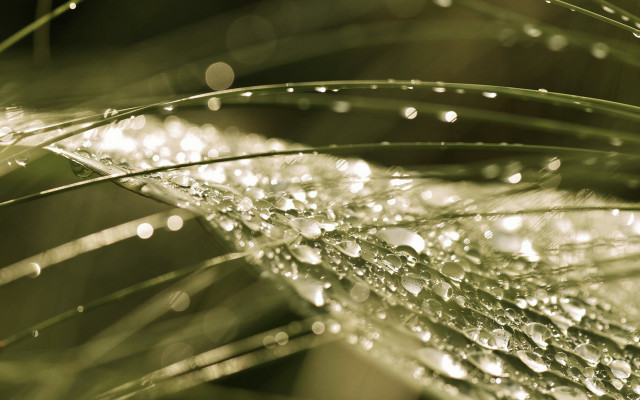 Plant water droplets macro bokeh #2 free wallpaper for desktop - medium preview image