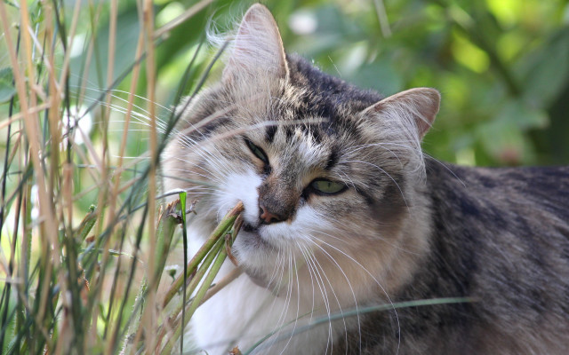 Cat grass eating ecological art free wallpaper for desktop - medium preview image