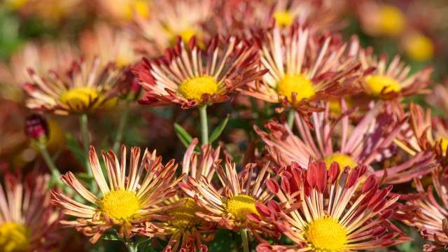 Flowers field summer blur fireworks free wallpaper for desktop - medium preview image
