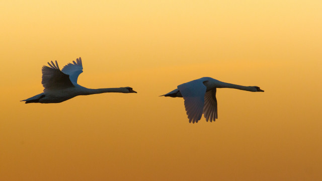 Birds sky sunset feathers symmetry free wallpaper for desktop - medium preview image