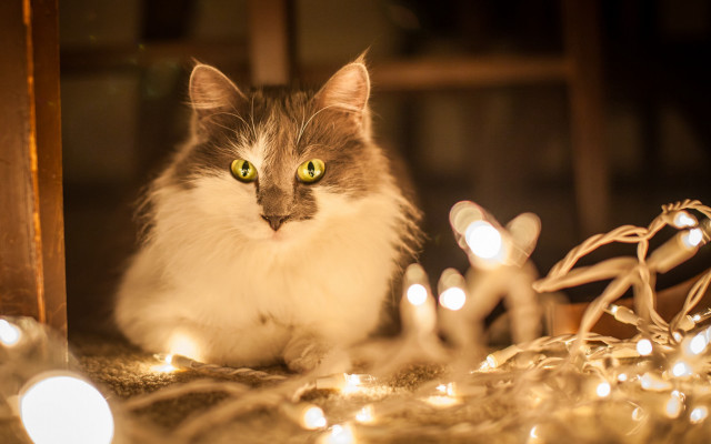 Black cat christmas lights mirror free wallpaper for desktop - medium preview image