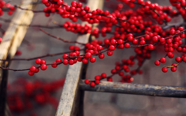 Branch berries closeup nature macro free wallpaper for desktop - medium preview image