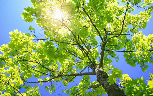 Sunshine through leaves bench park free wallpaper for desktop - medium preview image