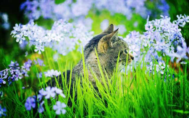 Cat field blueflowers blurry impressionist free wallpaper for desktop - medium preview image
