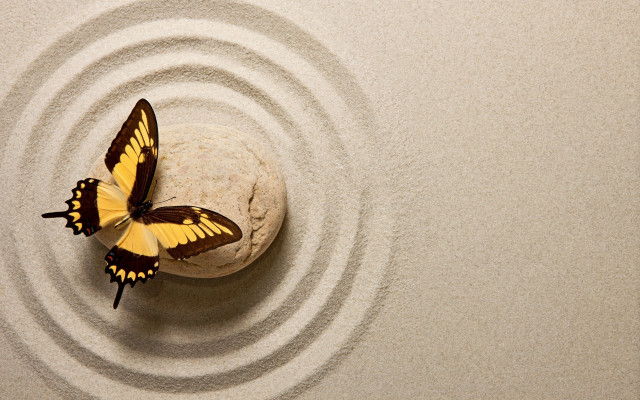 Blue butterfly on rock liminal #2 free wallpaper for desktop - medium preview image