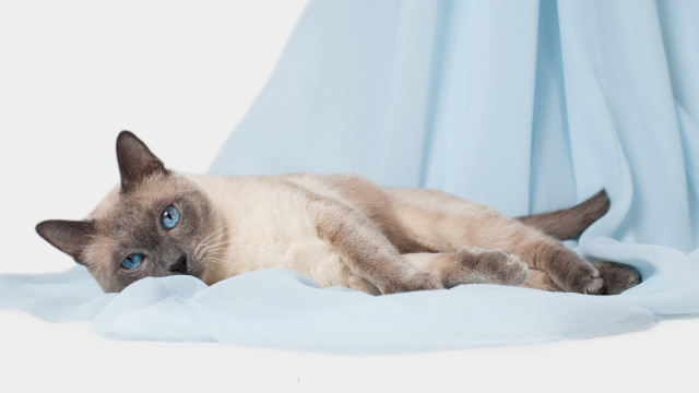 Siamese cat blue sheet curious free wallpaper for desktop - medium preview image