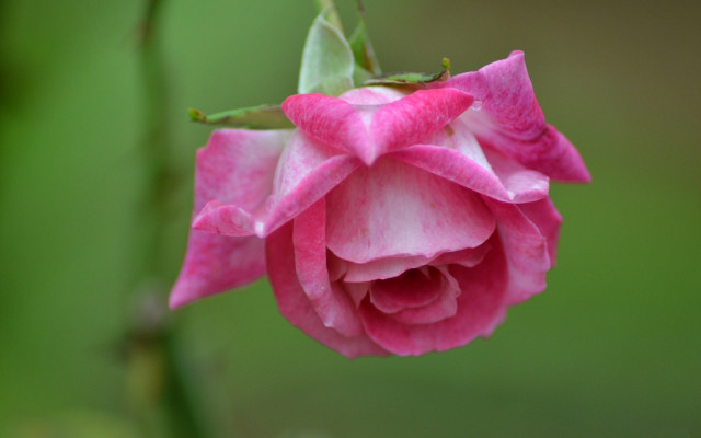 Pink rose macro rococo shallow free wallpaper for desktop - medium preview image