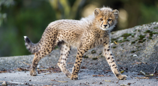 Young cheetah cub rock path free wallpaper for desktop - medium preview image
