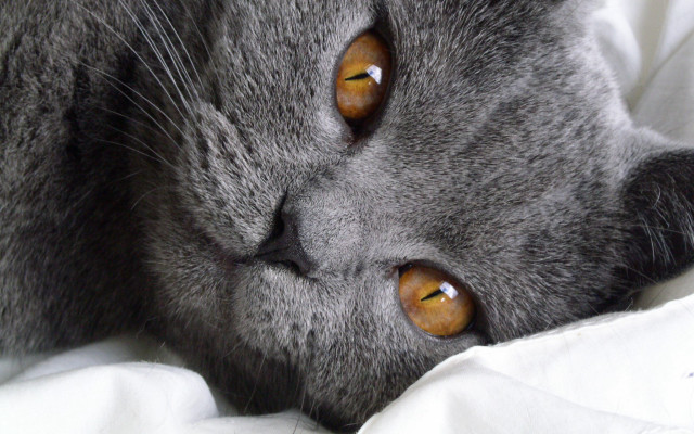 Cat brown eyes bed white free wallpaper for desktop - medium preview image