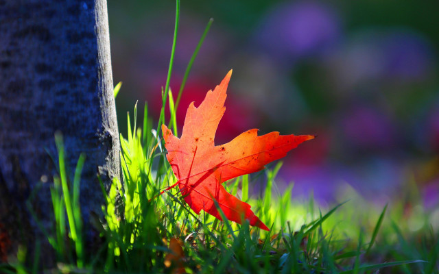 Leaf tree grass autumn ecological free wallpaper for desktop - medium preview image