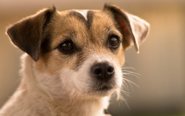 Shiba inu closeup blurry background free wallpaper for desktop - medium preview image