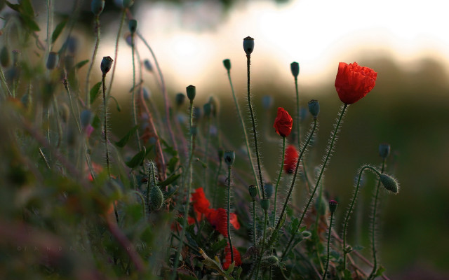 Red flowers field impressionist blurry free wallpaper for desktop - medium preview image