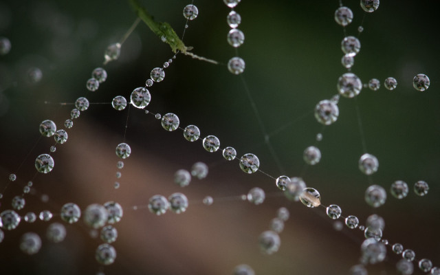 Dewdrop spiderweb green leaf macro free wallpaper for desktop - medium preview image