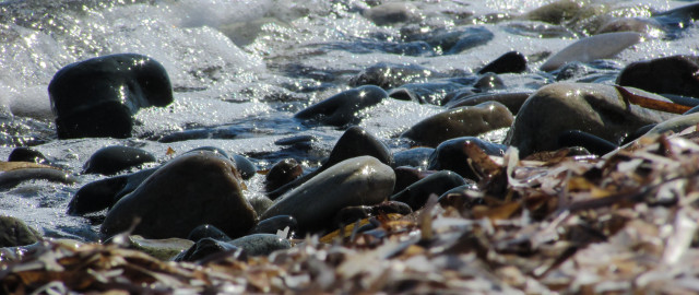 Beach rocks seaweed wave shallow free wallpaper for desktop - medium preview image
