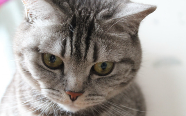 Cat serious look closeup animals free wallpaper for desktop - medium preview image