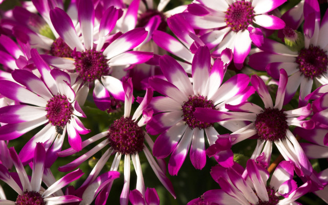 Pink white flower bouquet macro free wallpaper for desktop - medium preview image