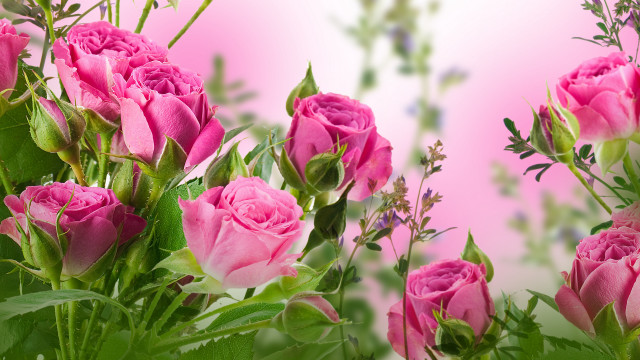 Pink roses vase green leaves #4 free wallpaper for desktop - medium preview image