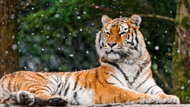 Tiger snowfall forest night winter free wallpaper for desktop - medium preview image