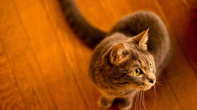 Curious cat wooden floor tilt free wallpaper for desktop - medium preview image