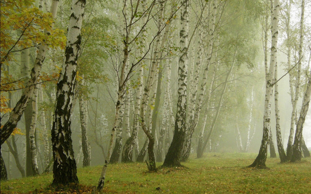 Foggy forest bench branch trees free wallpaper for desktop - medium preview image