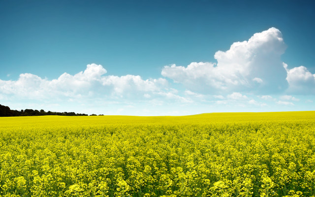 Yellow flowers blue sky lone #2 free wallpaper for desktop - medium preview image