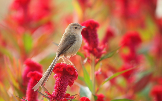 Bird red flower macro nature free wallpaper for desktop - medium preview image