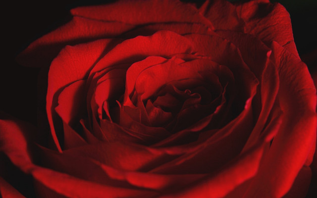 Red rose closeup black background free wallpaper for desktop - medium preview image