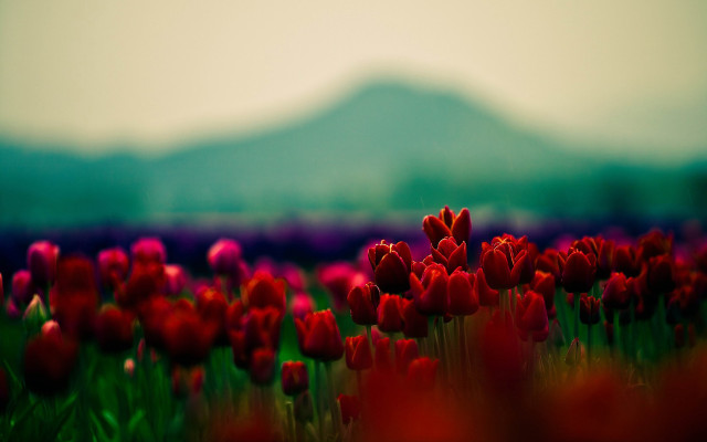 Red tulips mountain flower field free wallpaper for desktop - medium preview image