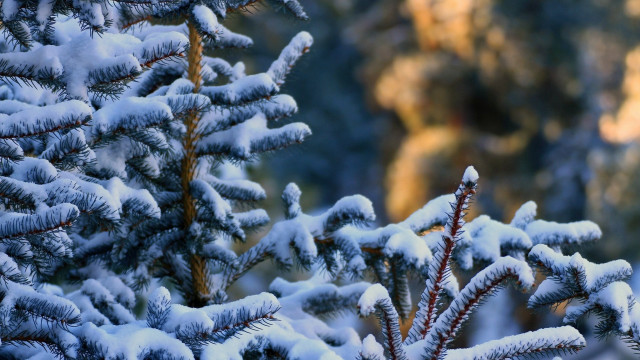 Pine tree snowy forest mountain free wallpaper for desktop - medium preview image